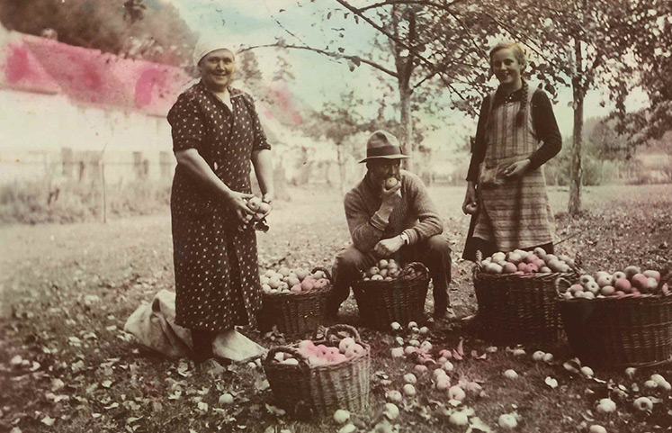Historische Aufnahme von drei personen bei der Apfelernte
